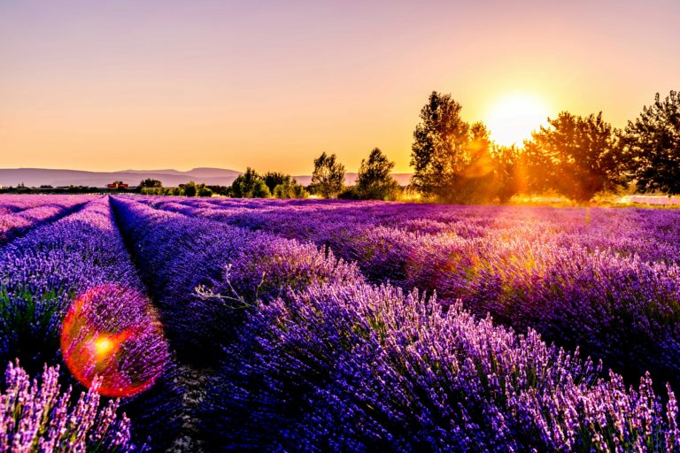 “Unlocking the Aromatic Business: Your Guide to Starting a Lavender Farm and Sowing Success”