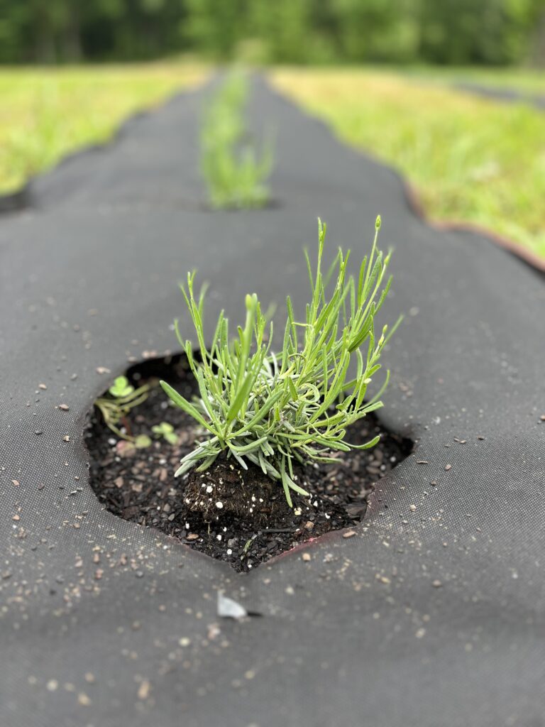 Proper Drainage Techniques for Thriving Lavender Plants: A Gardener’s Handbook